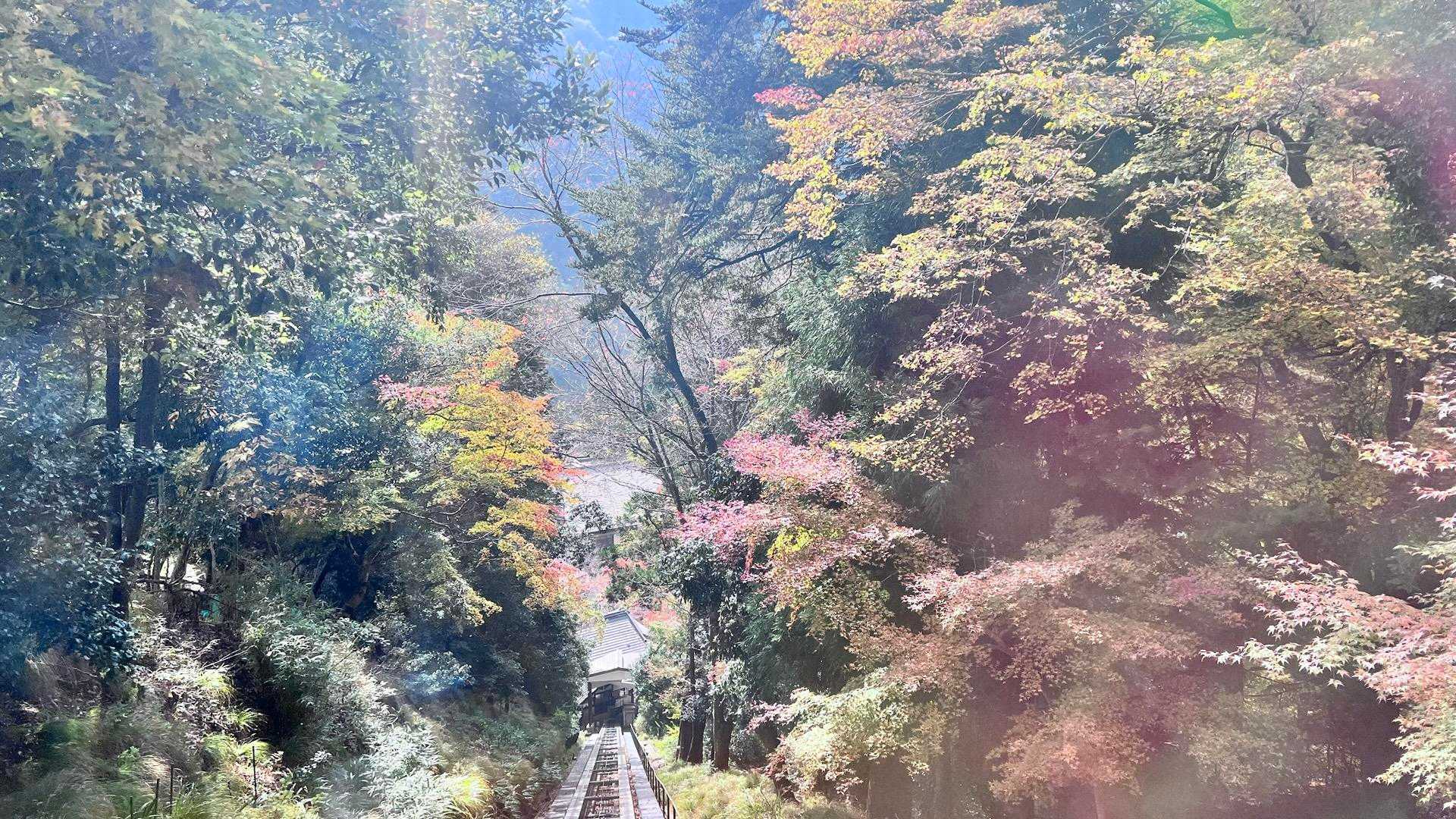 ケーブルカー野車窓から😄