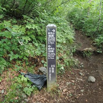 2.5合目、ここまで約1時間
右が新道、左が旧道
天気も良く見晴らし良さそうなので旧道から登ることに。