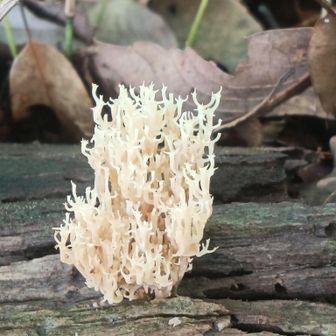 このキノコ🍄も見たこと無い‼️
フサヒメホウキタケ‼️
グーグルより❗️