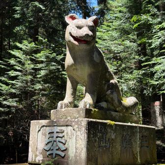 ガウガウ
ここの狛犬はニホンオオカミなので、全然可愛くない。