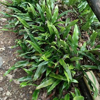 登山 道脇の一ツ葉 綺麗です。
