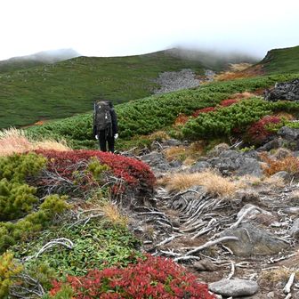 足元にはチングルマの紅葉。山頂に雲がついてきた。