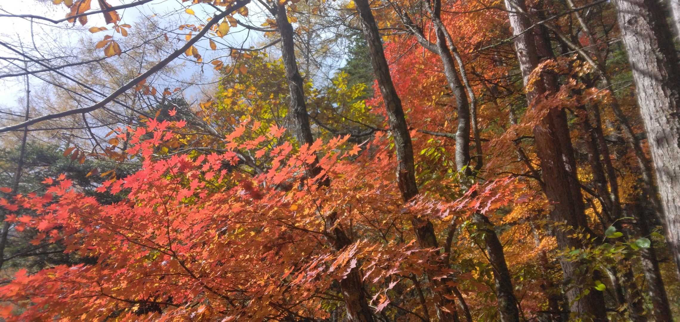 沢入登山口-入笠湿原-入笠山 往復コースの写真