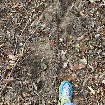 まだ新鮮なクマの足跡？を発見！！
ワイの足の倍くらいかな
他力本願寺の教えに従い、他人のクマ鈴の効果に相乗りさせてもらうことにする
人通りの多そうなルートに変更