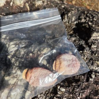 長野から届いた市田柿、
自然の甘味がカラダに染み渡ります
熱い珈琲☕飲みたくなります