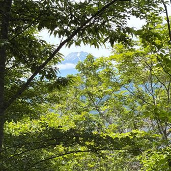 景観は、今ひとつ。結構茂ってますね
