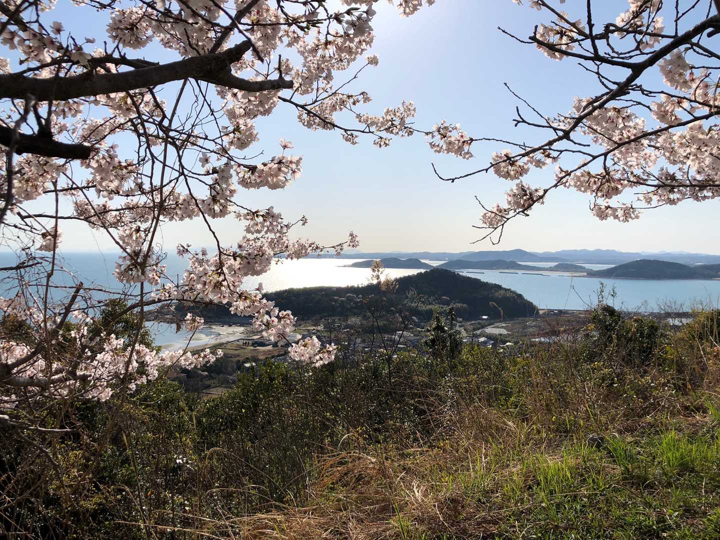 見慣れた景色も桜とセットだとプレミアム🎶