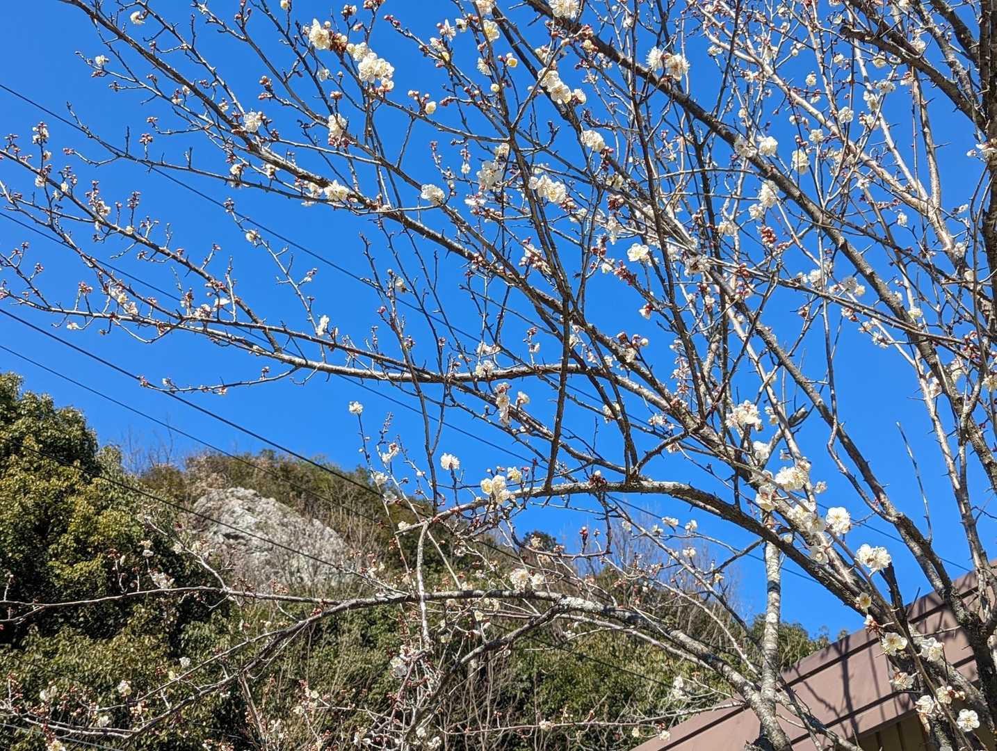 梅の花の良い香りが漂っていました🥰