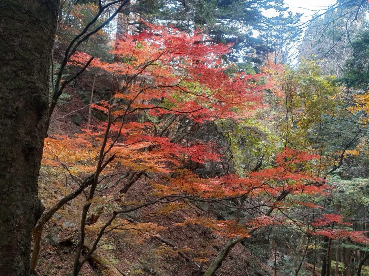 〆張場の🍁