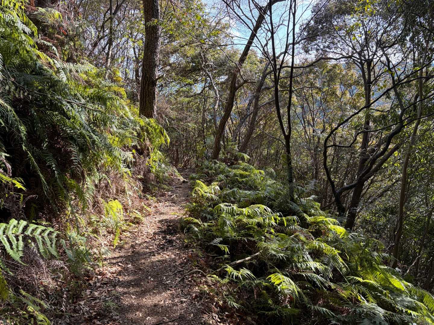 陽が差し込み気持ちの良い山道✨