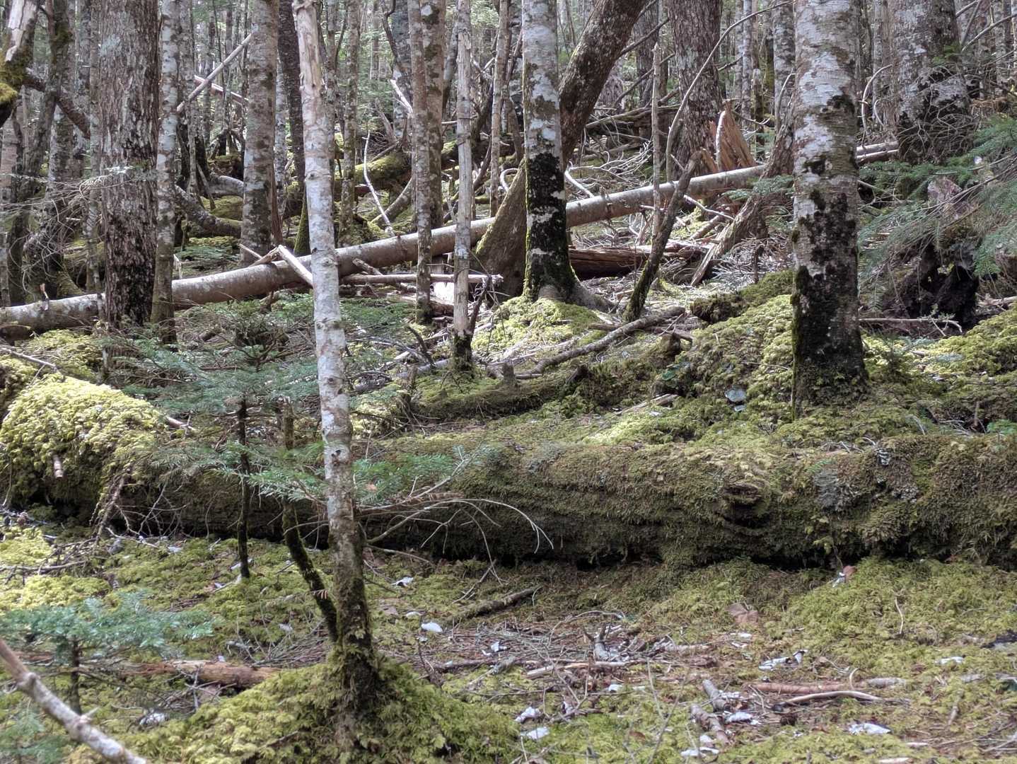 苔むした感じが八ヶ岳みたい