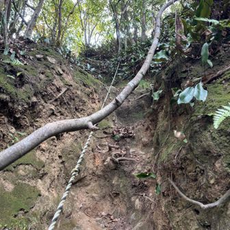 楽しい楽しい。
大人のアスレチック。

リンちゃんは
初めてなので
ドキドキ