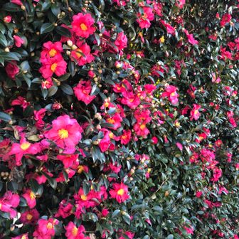 たくさん咲いてます