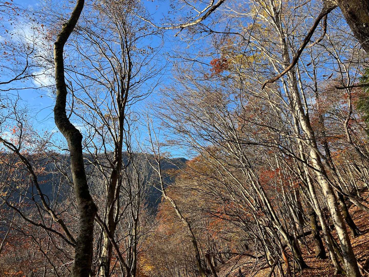 木立の間から
たぶん中央のトンガリが和名倉山

晩秋で葉が落ちてるから見えたけど
夏場は見えないかもですね。