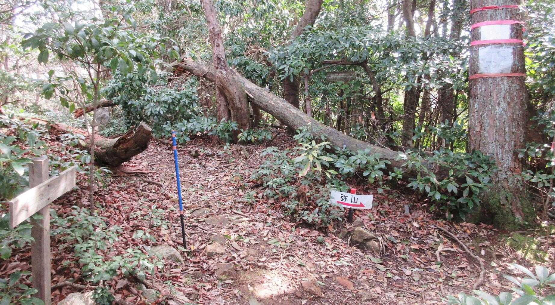 ここも薬師谷ルート別れ