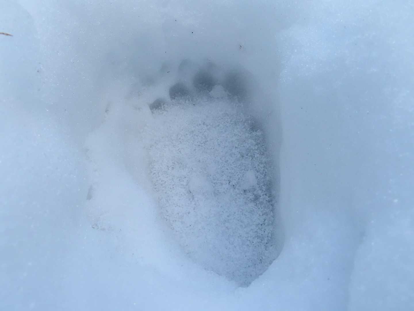 
クマ🐾③

これは足跡の上から少し雪被っているので直近ではなさそう。