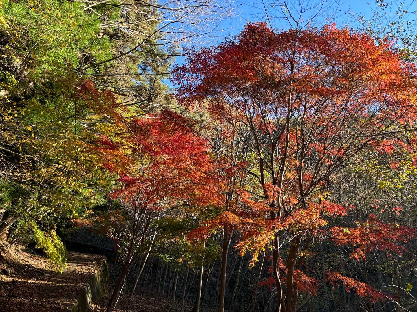 あちこち色づいて楽しませてくれます🍁🍁🍁