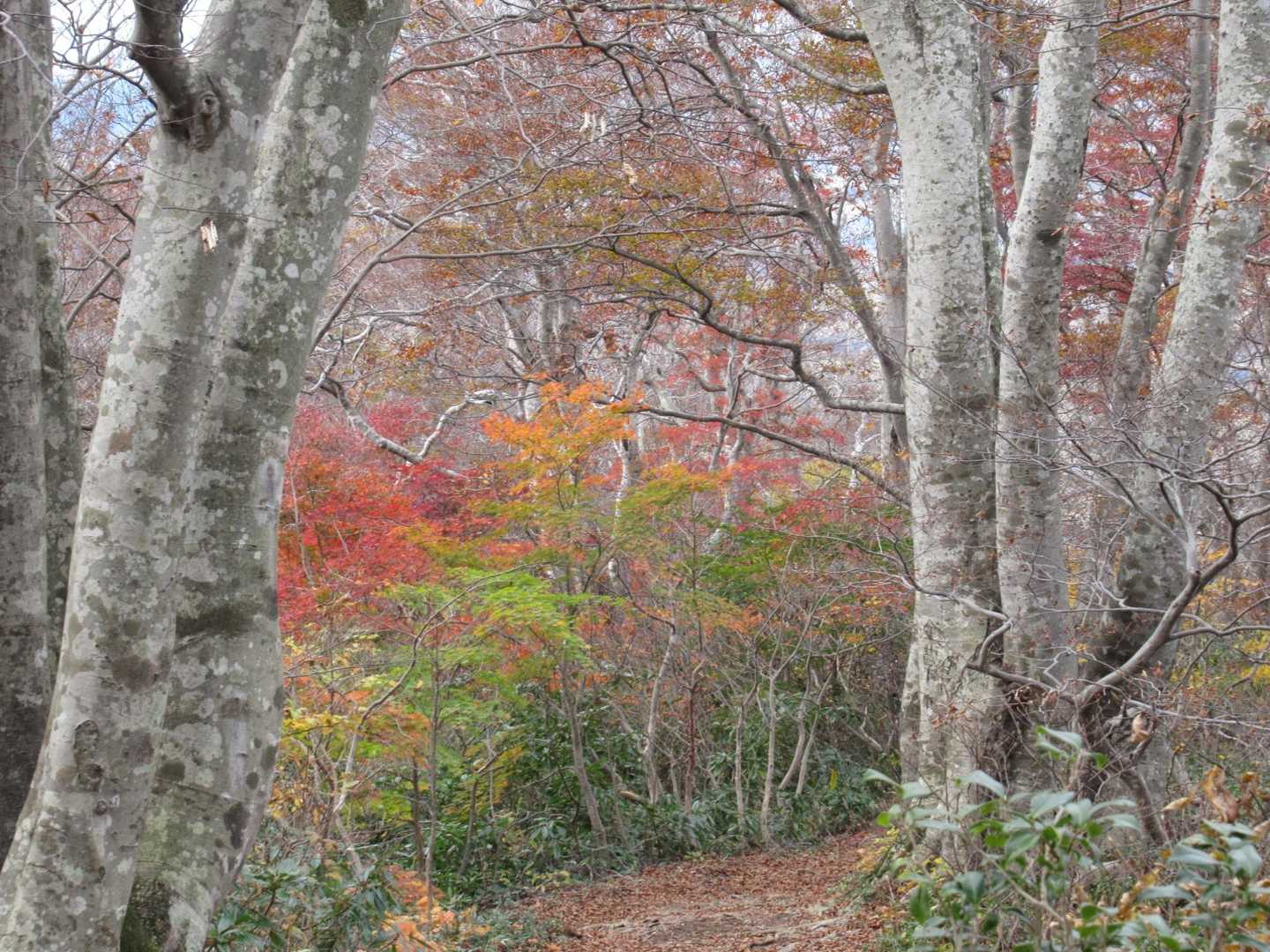 紅葉が盛り