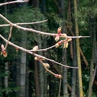 山桜はまだ蕾みが固そうです。