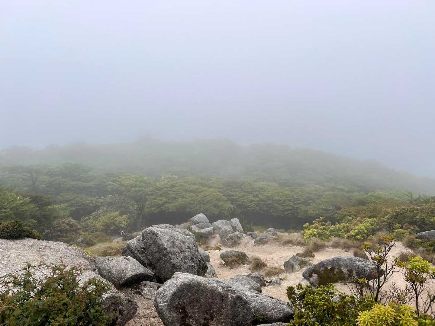 釈迦ヶ岳へ行く予定ですが、ガスって全く山は見えません😩
取り敢えず八風峠まで花散策🌼🌸