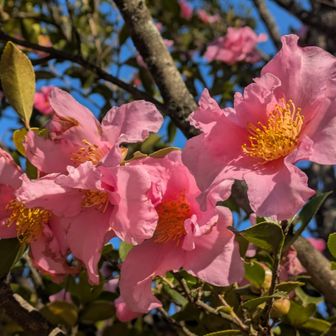 さざんか  🩷✨あざやか