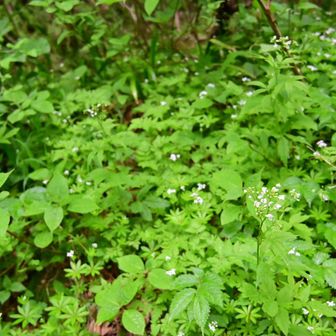 柔らかな草花たちに癒されます