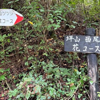 花のコースだが