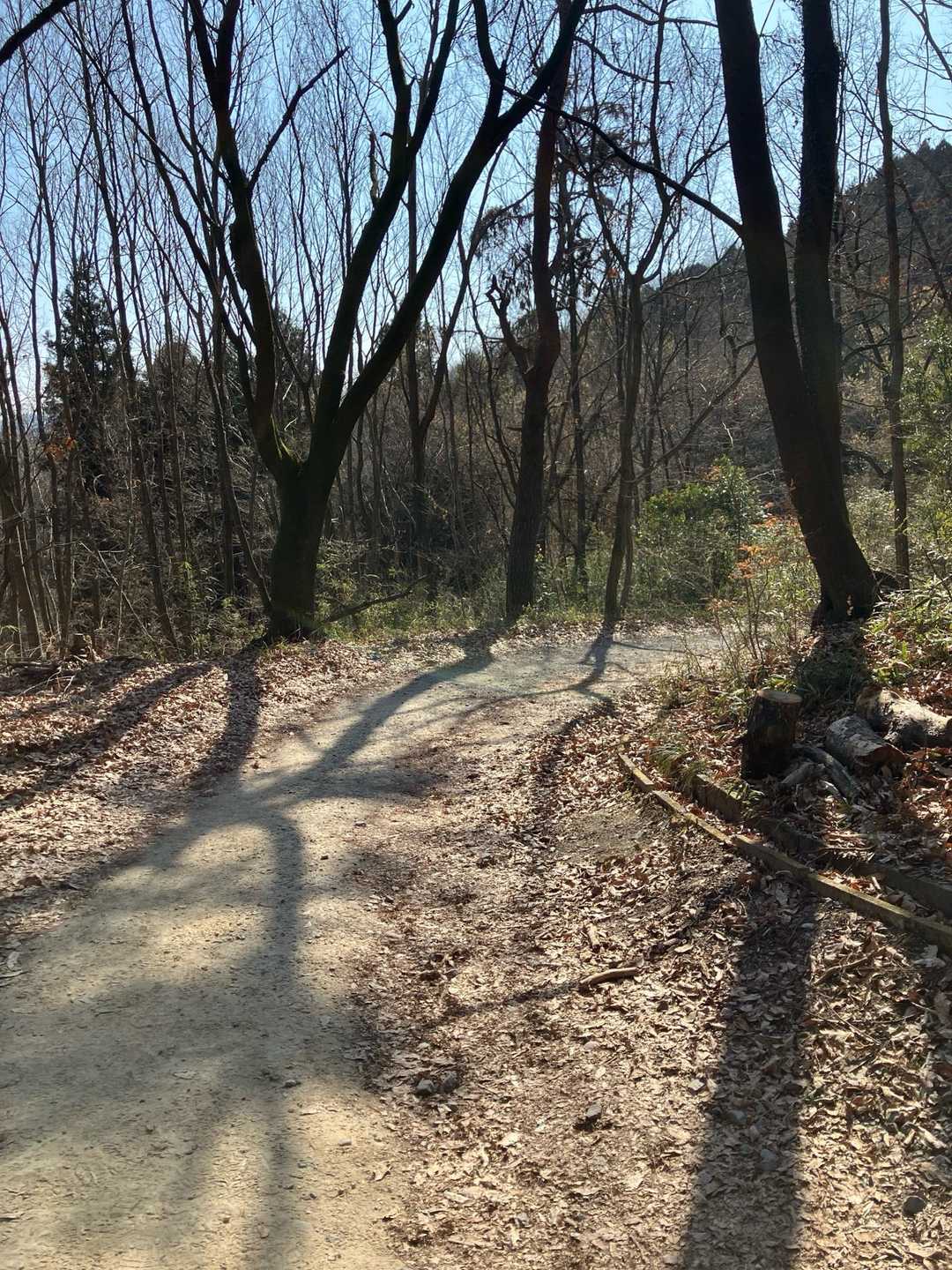 宝登山-宝登山ロープウェイ 宝登山頂駅-宝登山登山口-宝登 周回コースの写真