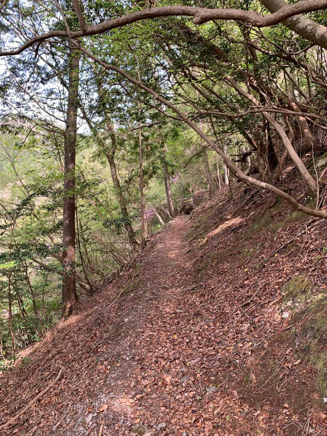 天ヶ岳に向かう山腹道。こういう雰囲気、好き。