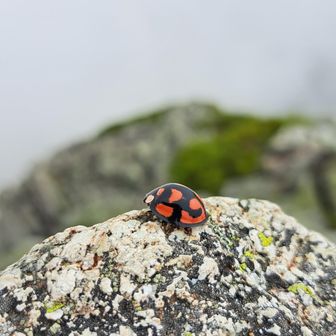 登頂🐞
