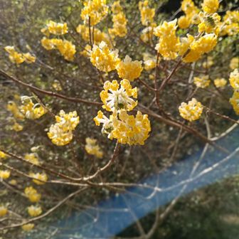 駅までの舗装路ではお花撮影の練習📷️
これはミツマタ by Google 先生