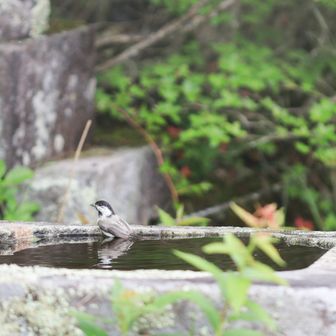 鳥さんが‥