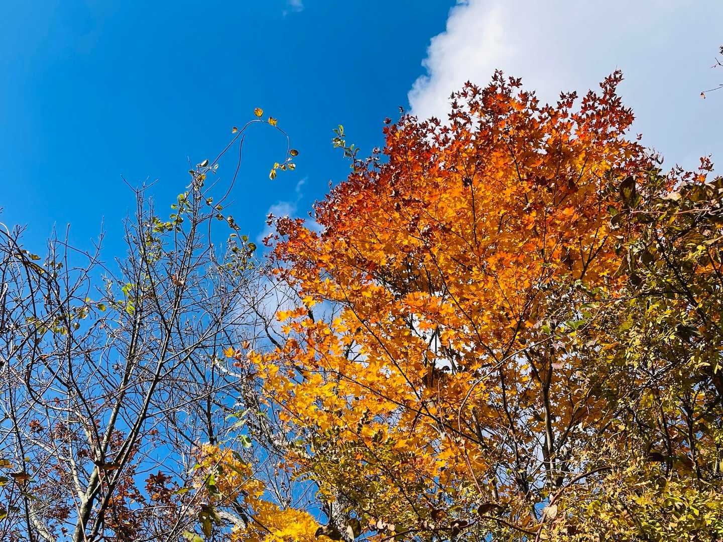 見上げれば紅葉🍁
見頃な木々もあり、山肌は綺麗なグラデーションでした♪