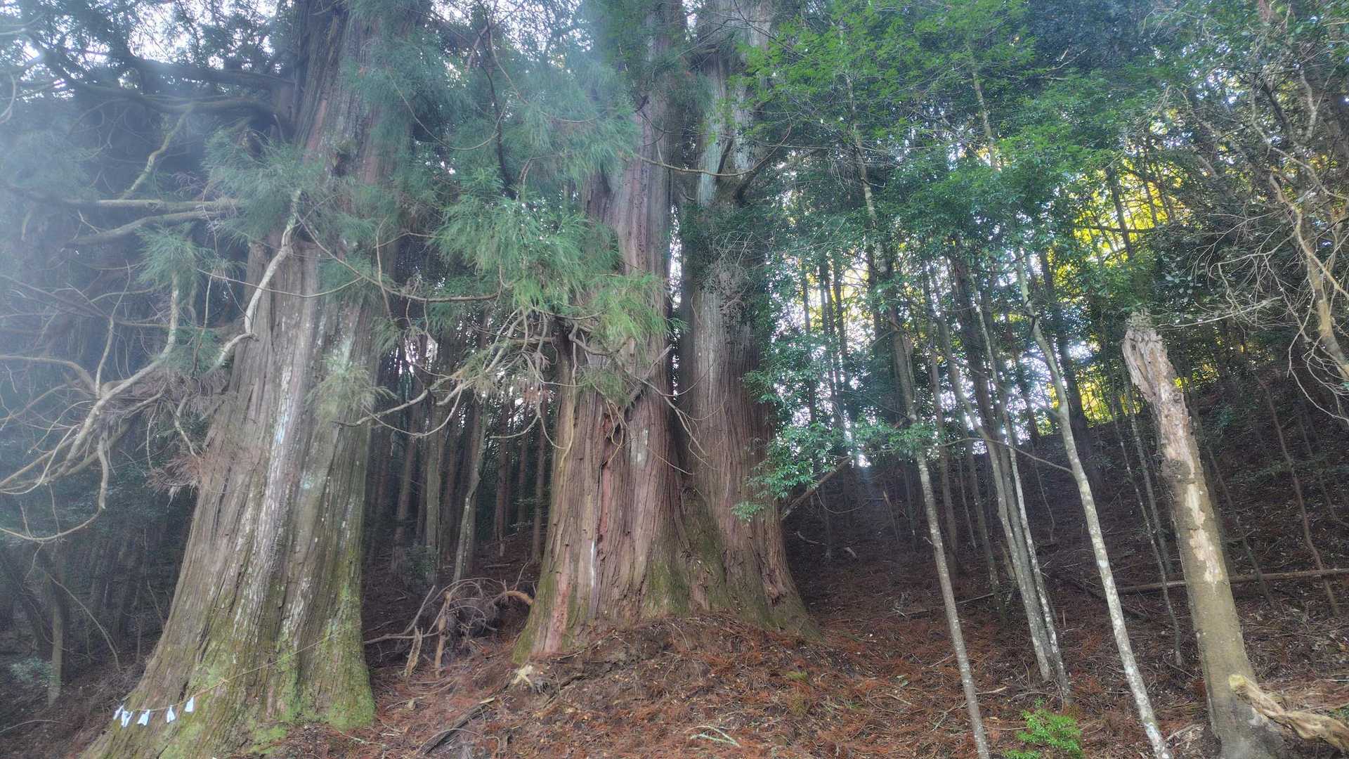 三本杉🤩🤩
