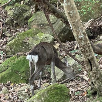 たまに🦌