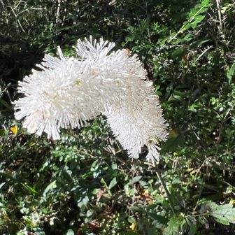 サラシナショウマ