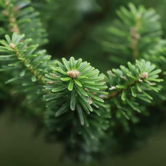 八ヶ岳で出会った
オオシラビソみたい。
爽やかな香り✨に癒される🌿✨

クリスマスツリーみたいで🎄
かわいいなぁ😍