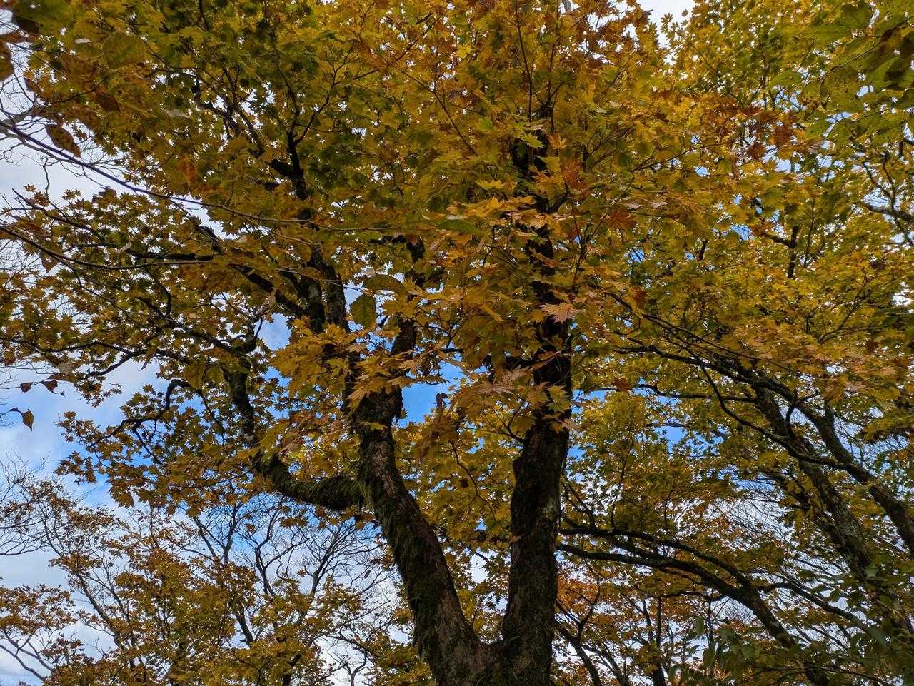 ところどころ紅葉し始めています。