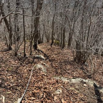 こっちも急坂で落ち葉で滑りやすいので注意⚠️