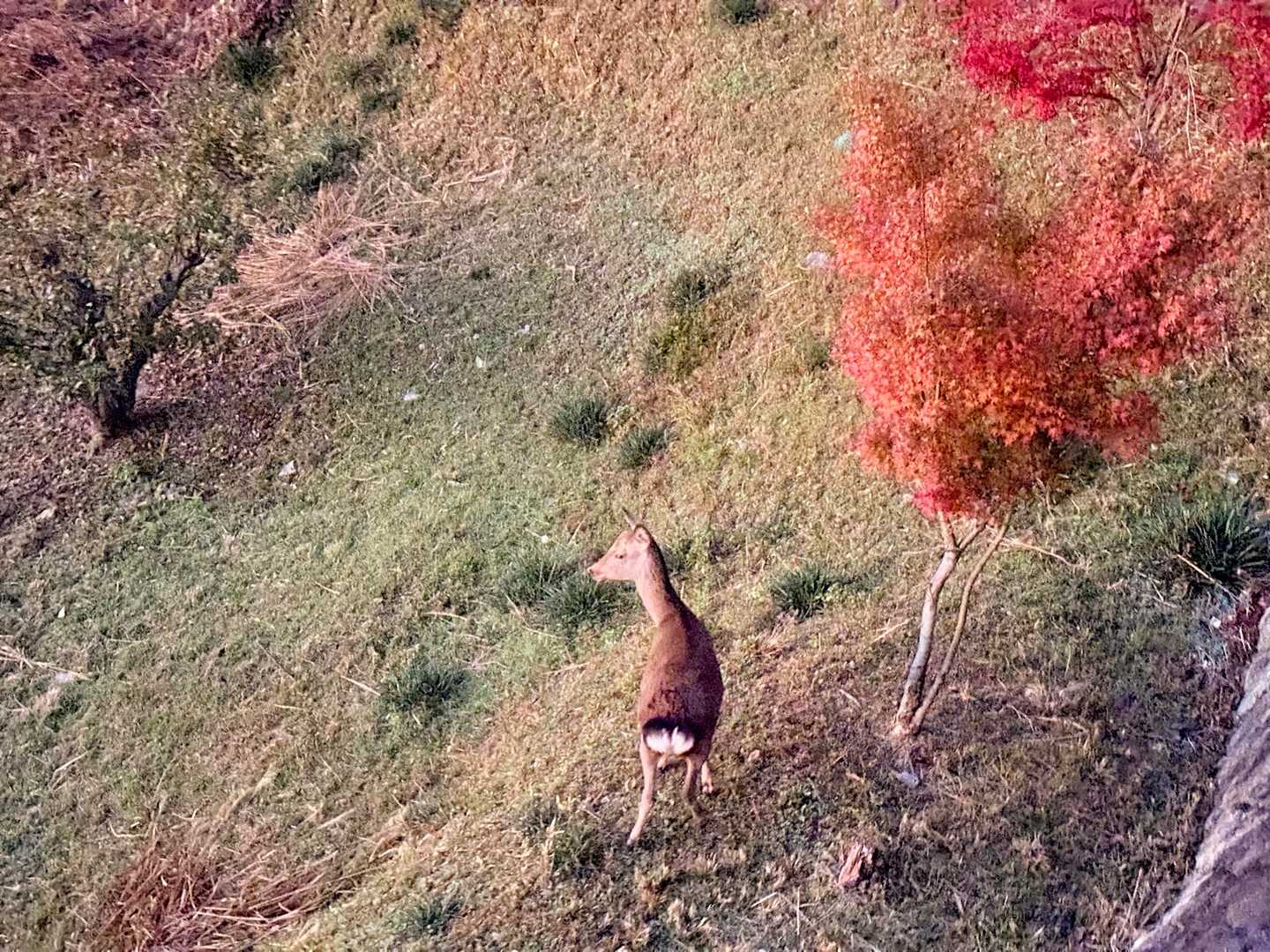 羽沢 往復コースの写真