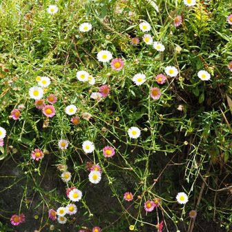 Googleレンズでは、ペラペラヨメナ、源平小菊、エリゲロンとでましたが‥‥、
きれいな草花は、土地所有者さんが植えられたのでしょうか。