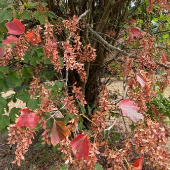 ウリハダカエデは早くも紅葉