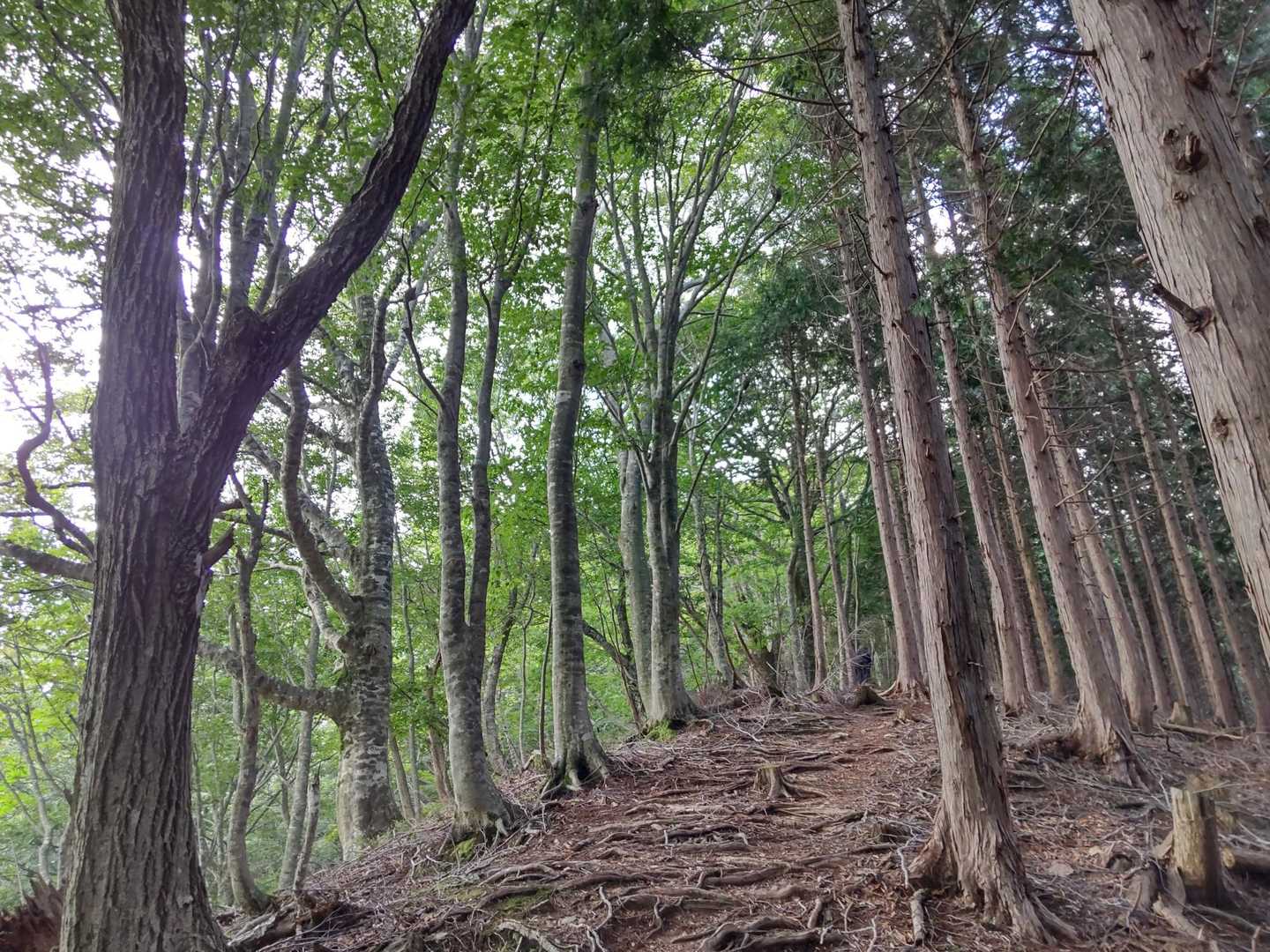根っこが出ている箇所が多い