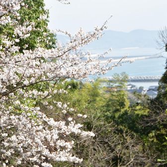 予期せぬ桜の群落に遭遇