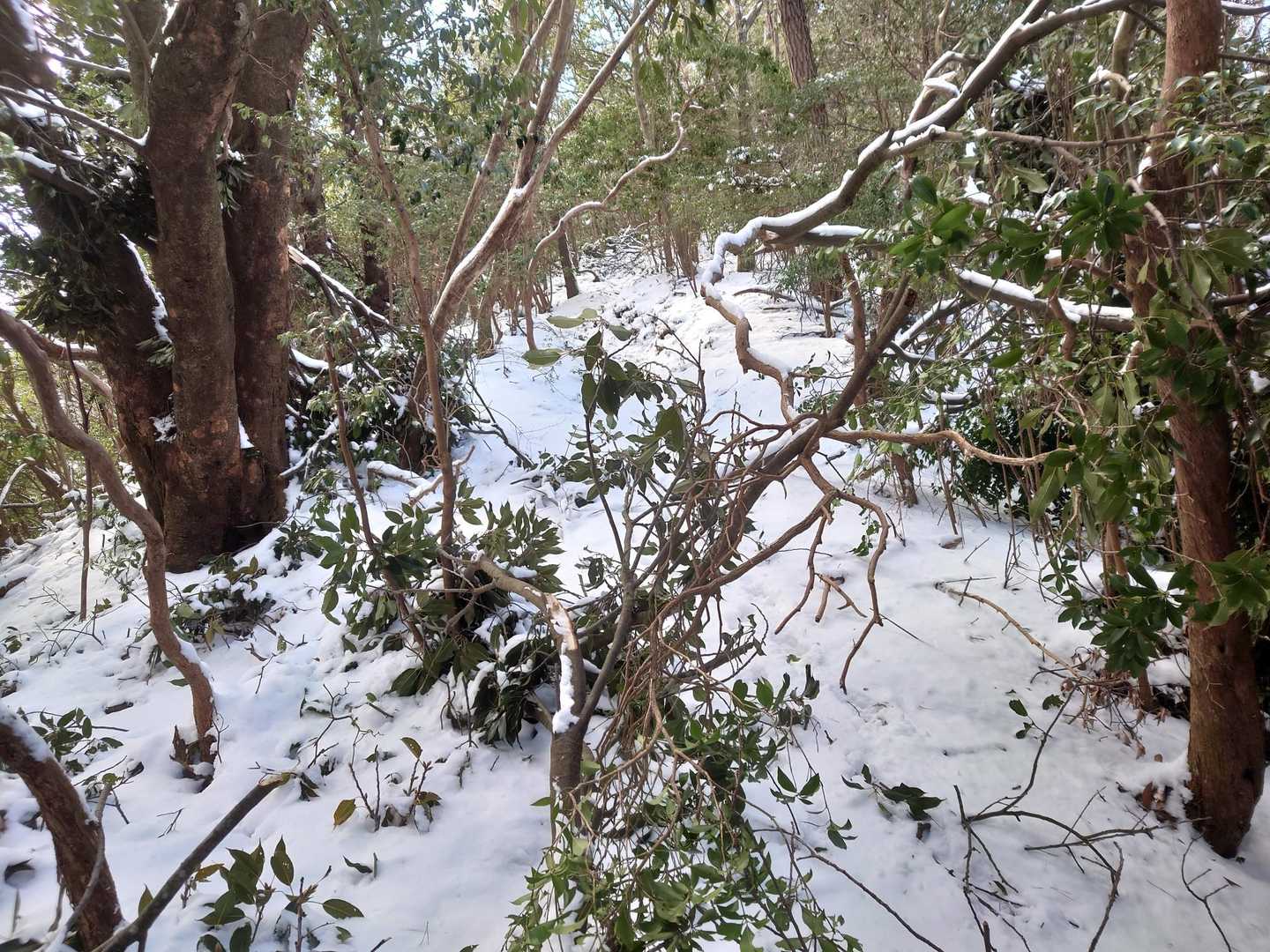 今日は障害物多し😳
雪の重みに耐えられなかったみたい💦