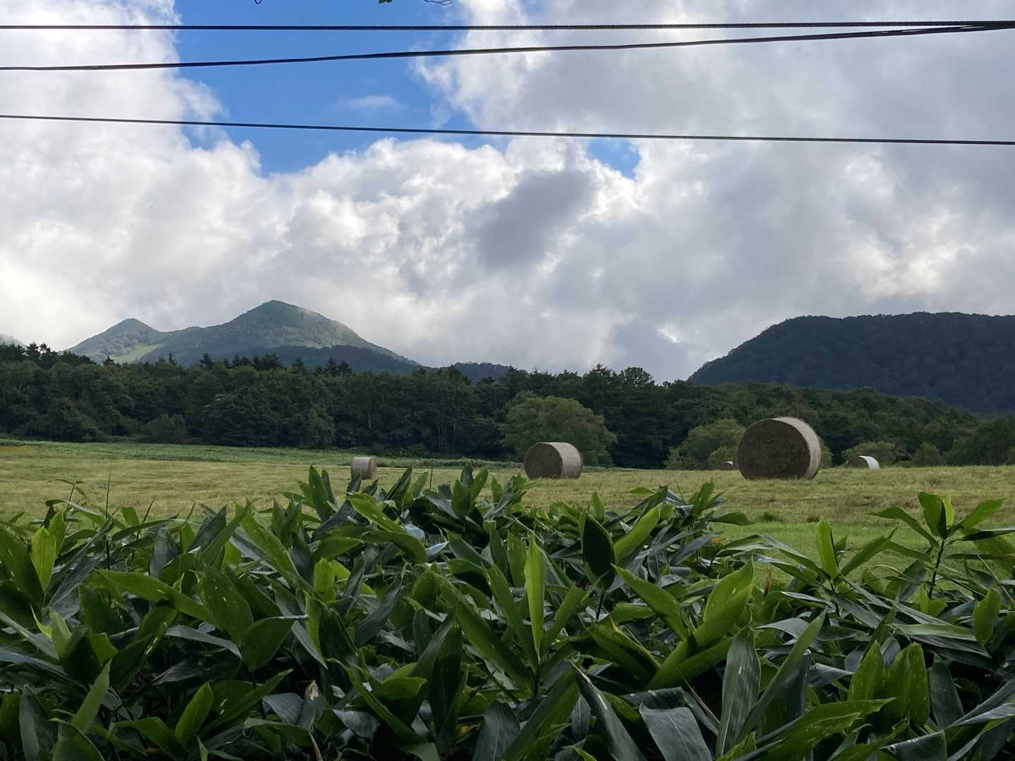 スキー場も夏は牧場みたい