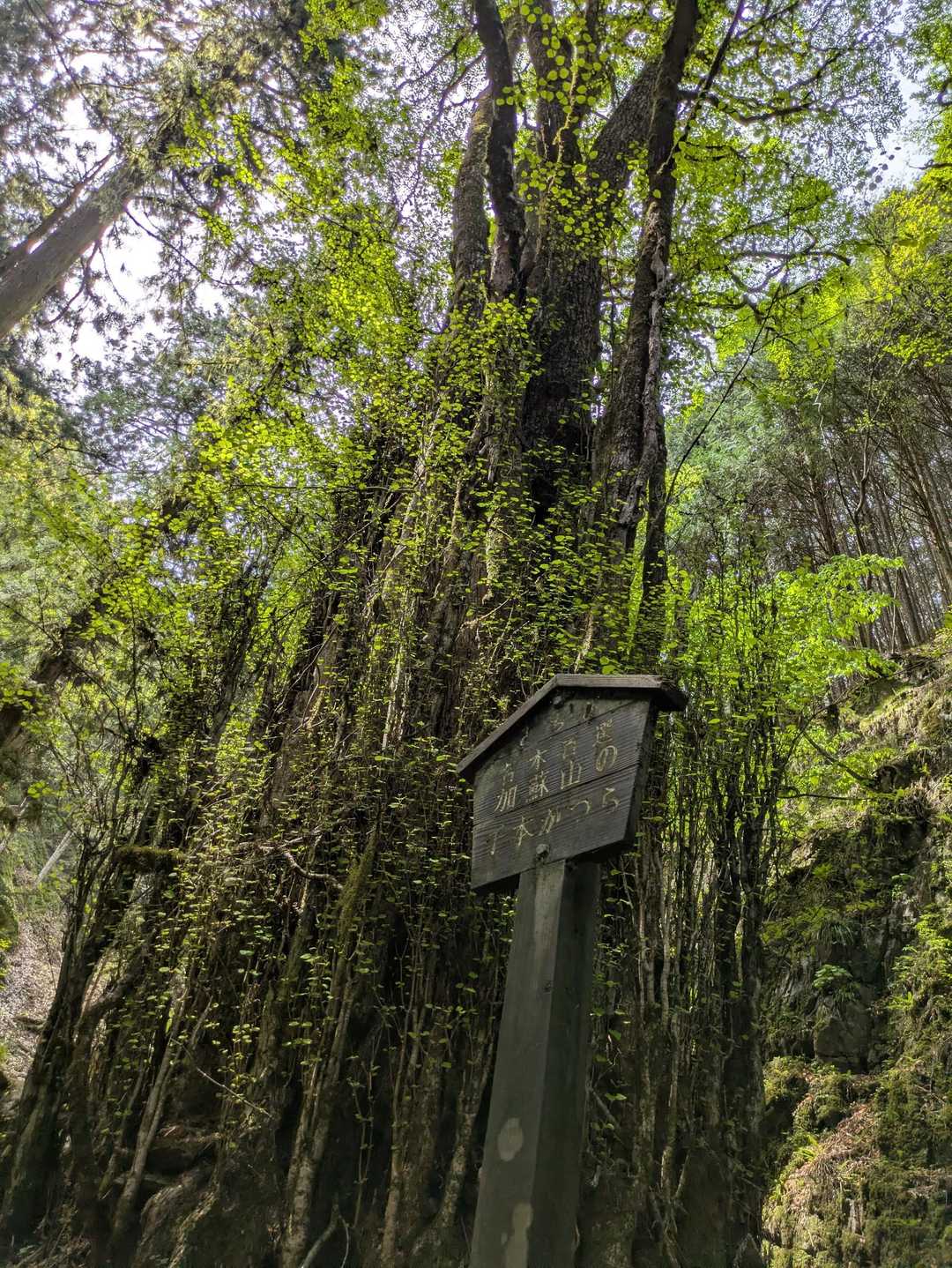 神木✨