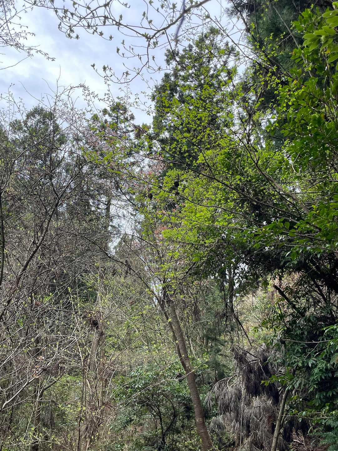山中にはうっすら山桜が残ってました