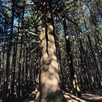 立派な杉の木多数