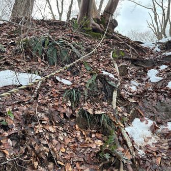 一乗城山看板🪧の堀切を降りるとこは
ロープありがたや〜🥹